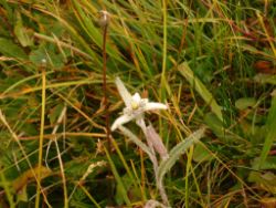 2013-09-08_6Falkenh-Steinfalk (240).JPG
